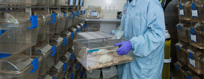 Animal Studies: Important Ethical Considerations You Need to Know - Enago Academy Animal Studies: Important Ethical Considerations You Need to Know - Enago Academy