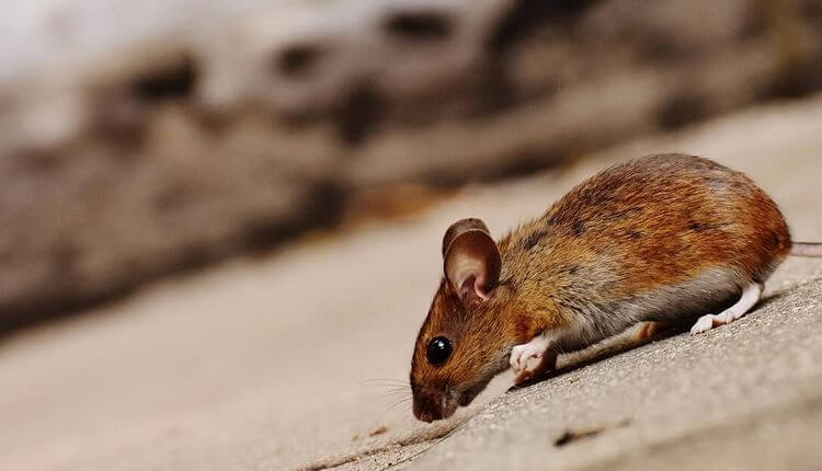 kangaroo rats